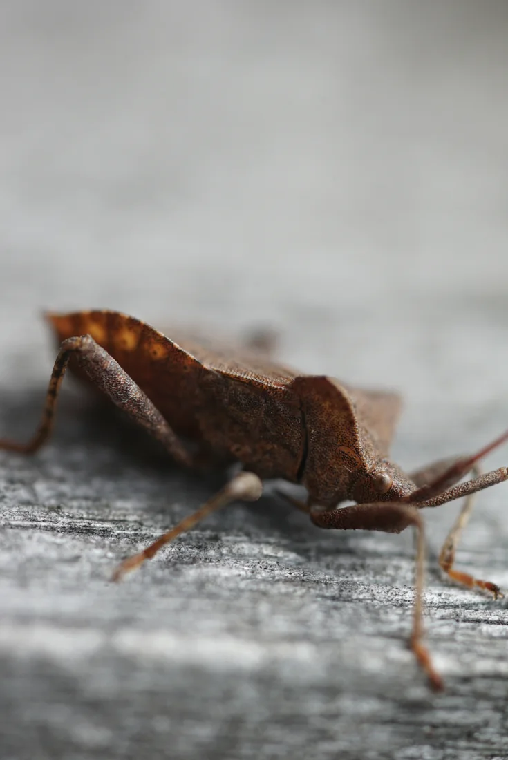A close view of a brown insect on weathered wood