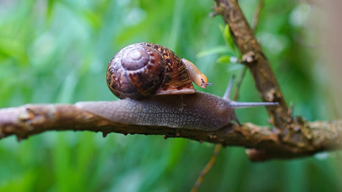 Two snails on a branch