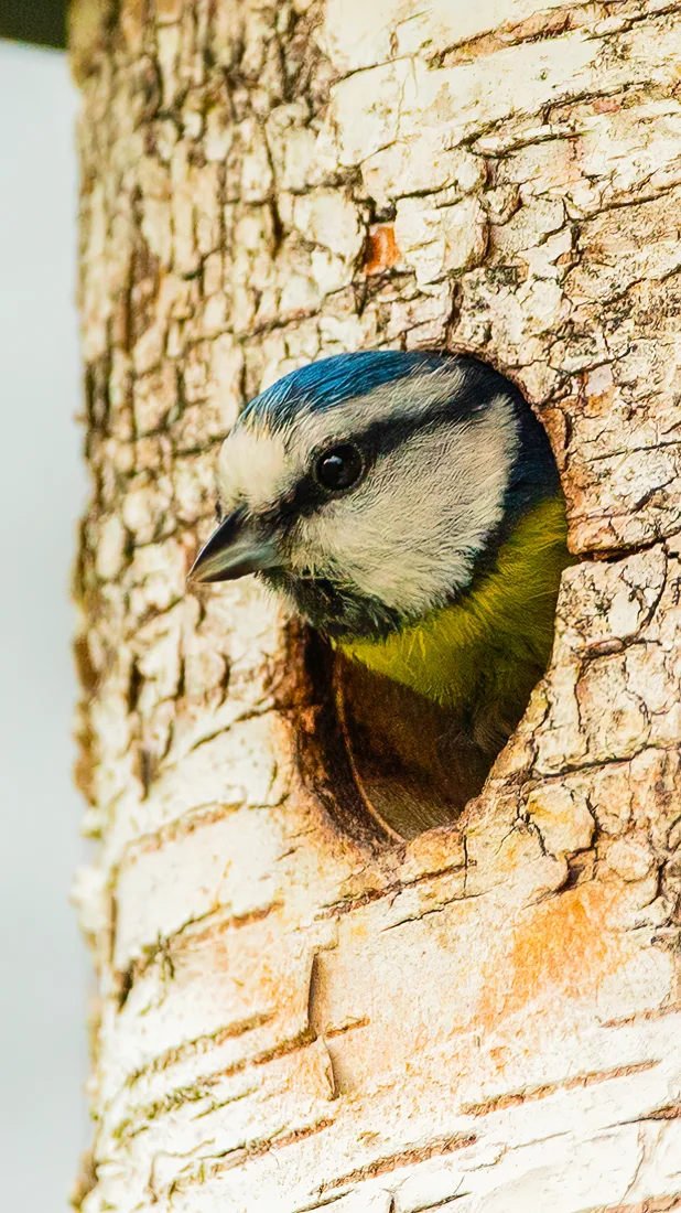A blue tit looking out from a hollow in a tree