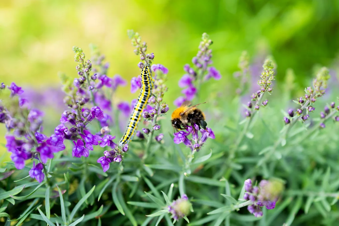 A bee and caterpillar among purple flowers