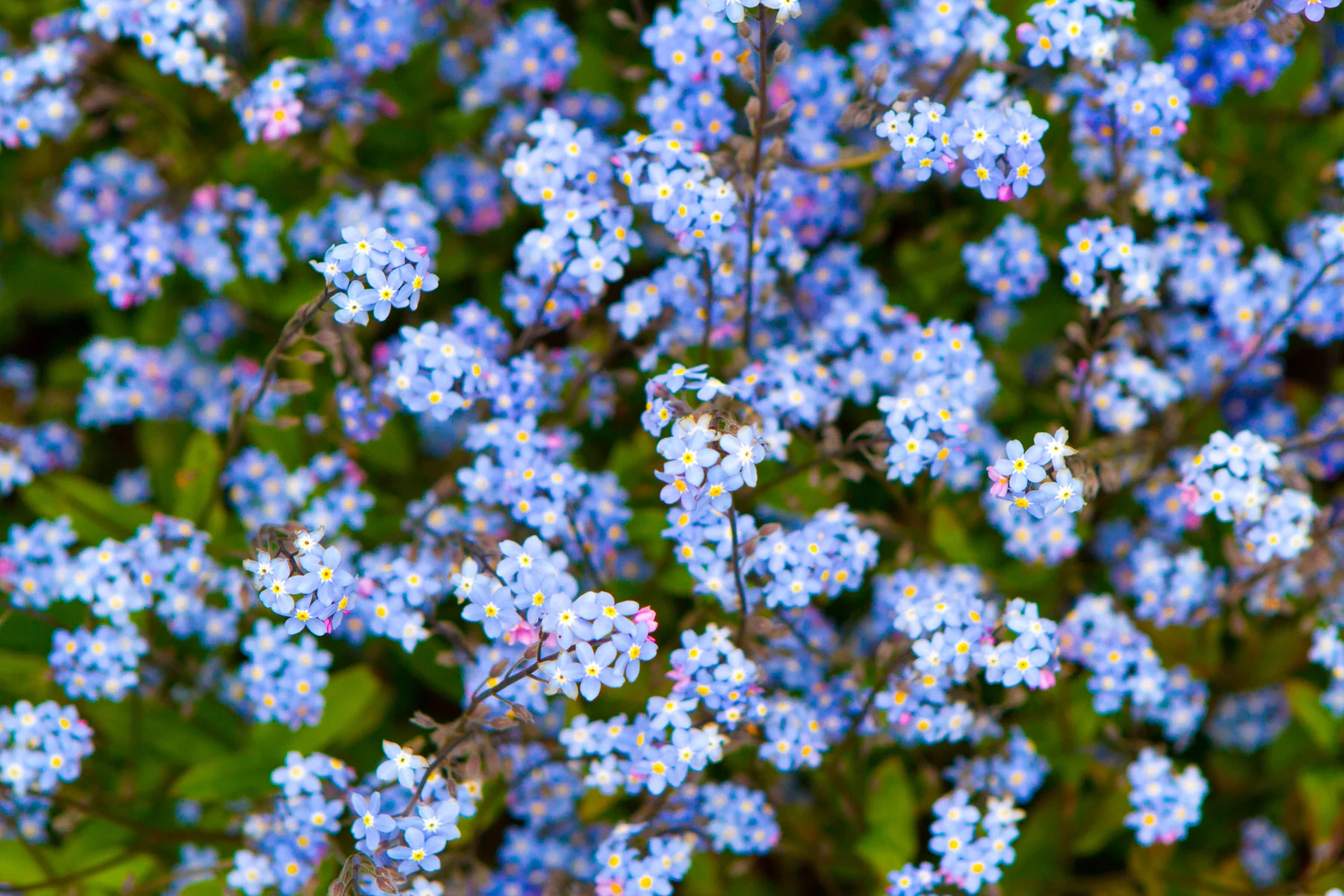 Blue flowers in a garden