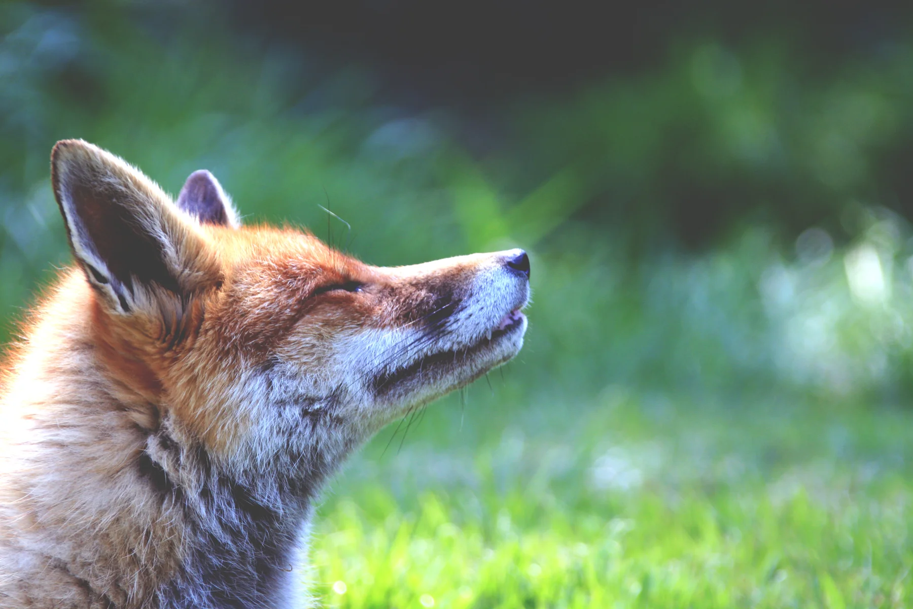 A fox in a green landscape