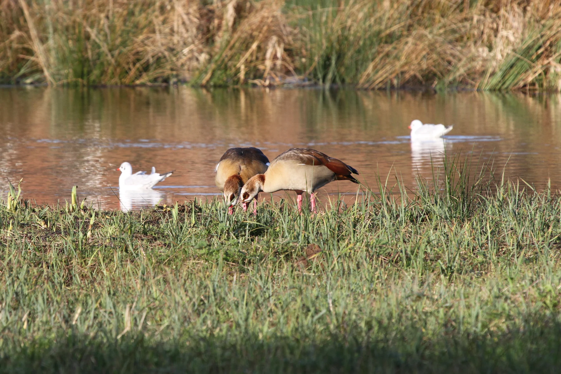 Egyptian geese beside a pond
