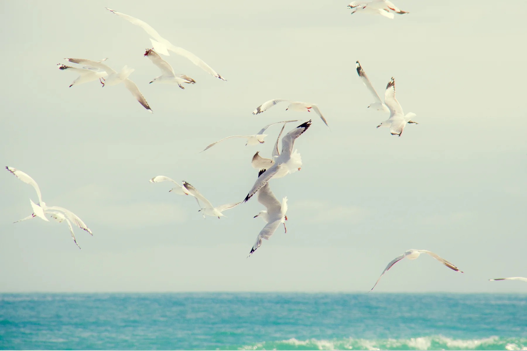 Gulls in flight above the sea