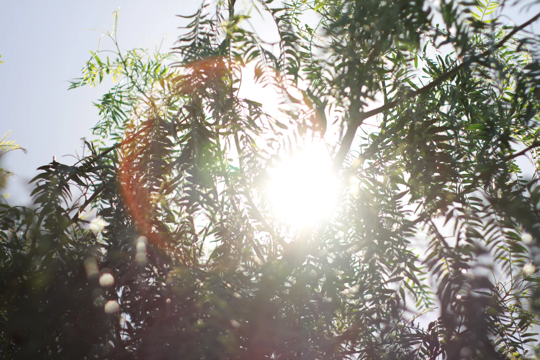 Sunlight through green leaves