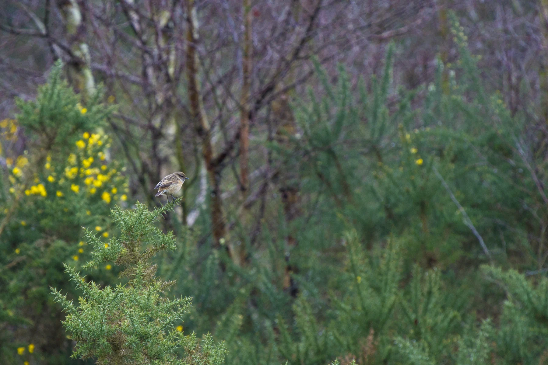 A stonechat perched among gorse